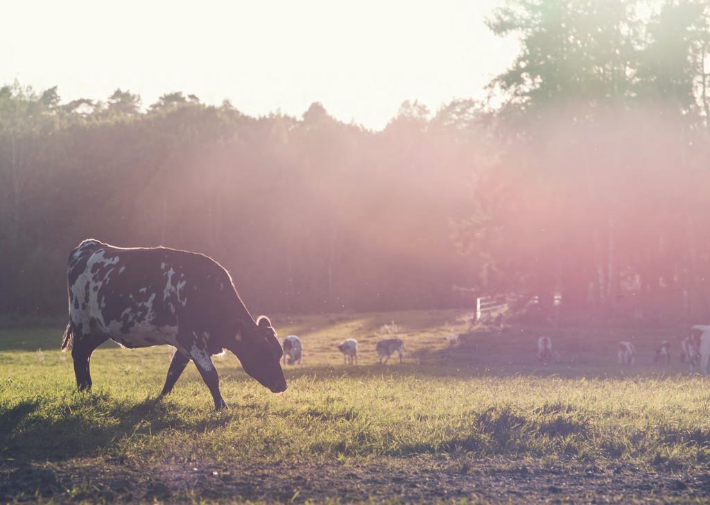 Välmående jord kan lagra betydande mängder koldioxid.