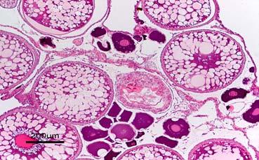 All ovaries were dominated by perinuclear oocytes (PN, Fig. 1) substituting approximately 70% of the total number of oocytes (Fig. 2).