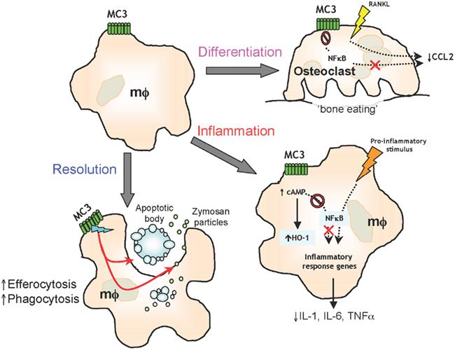 Melanocortinsystemet ett kroppseget hormon som aktiveras vid inflammation MELANOCORTIN Ett hormon med anti-inflammatoriska effekter som verkar på specifika receptorer Hämmar infiltration av vita