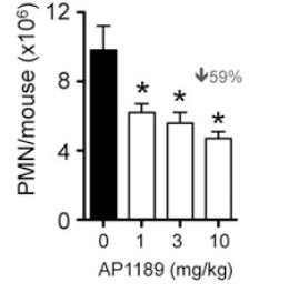 AP1189 dubbla effekten har påvisats i en inflammationsmodell (peritonit) Bromsar inflammationen: Minskad infiltration av vita blodkroppar Stärker läkningsprocessen: Påskyndar bortrensning av