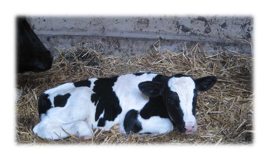 Effektiv djurförsörjning - Vilka strategier & hur stor insikt har mjölkproducenter i sin djurförsörjning?
