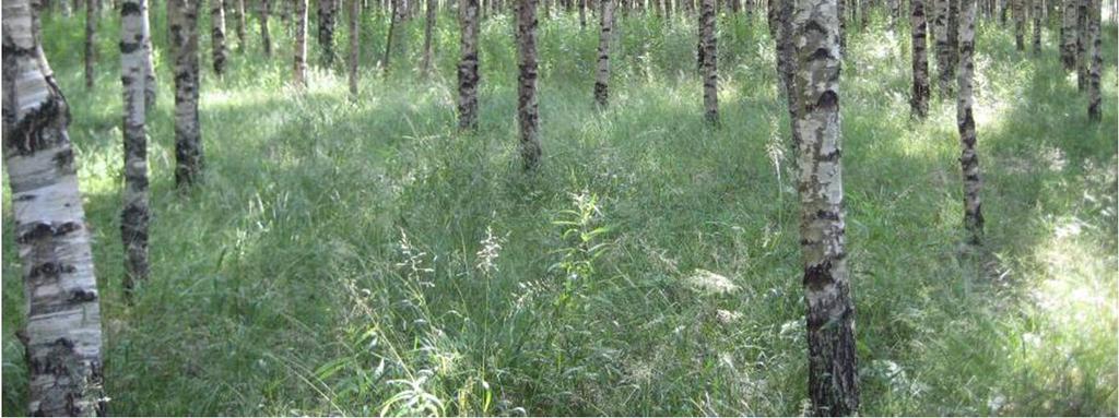 I fältskiktet växer skogsbräken (Dryopteris carthusiana), rödblära (Silene dioica), ängsgröe (Poa palustris), ekbräken (Gymnocarpium dryopteris), hallon (Rubus idaeus) och hultbräken (Phegopteris