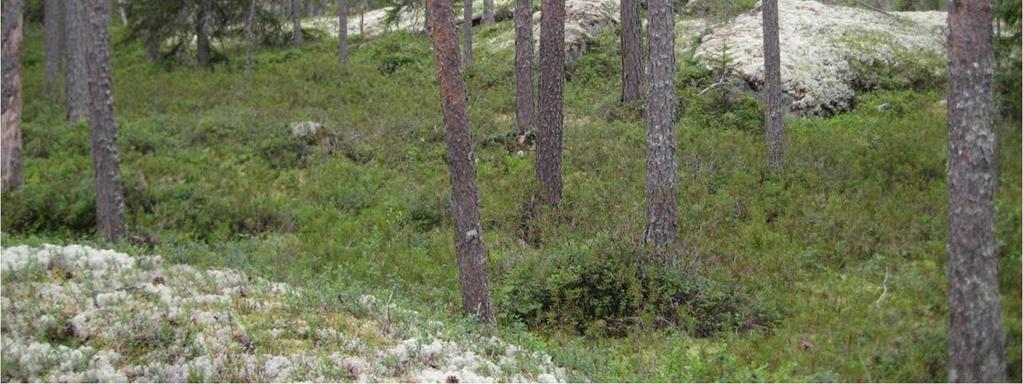 I trädskiktet förekommer nästan enbart tall (Pinus sylvestris) och endast enstaka granar (Picea abies). Buskskiktet saknas.