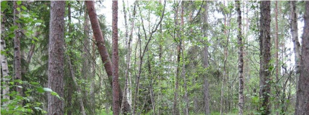 Bild 6. Ett litet kärr i naturtillstånd i figur D.15. Figur D.16. Ett större område med unga tallplantskogar i åldern 15 till 30 år. Plantskogarna är ogallrade och rätt täta.