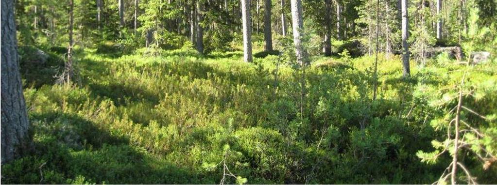 I fältskiktet påträffas lingon (Vaccinium vitis-idaea), kråkbär (Empetrum nigrum), skvattram (Ledum palustre), odon (Vaccinium uliginosum) och ängskovall (Melampyrum pratense).