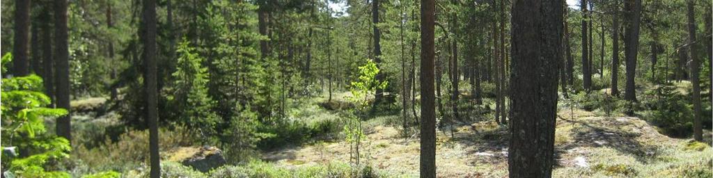 Som ett underskikt förekommer lite gran (Picea abies) och björk (Betula sp.). I fältskiktet växer lingon (Vaccinium vitisidaea), blåbär (Vaccinium myrtillus), vårfryle (Luzula pilosa) och linnea (Linnea borealis).