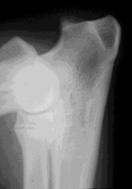 Armbågsledsdysplasi (ED) Utvärdering av ED-index under perioden 2012-2015 Utvärderingen avseende ED-index omfattar fem av de sju pilotraserna; rottweiler, berner