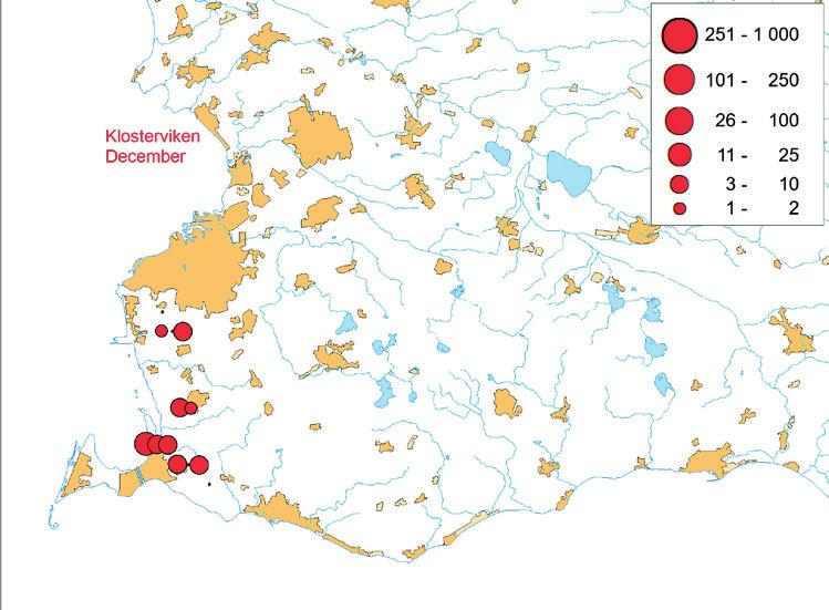Figure 2. Monthly distribution of local re-sightings of neck-banded Greylag Geese Anser anser marked at Lake Yddingen (left) and Lake Klosterviken (right), accumulated for the years 1984 2009.