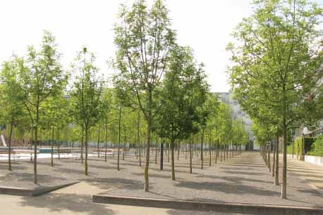 torget strikta dungar av träd