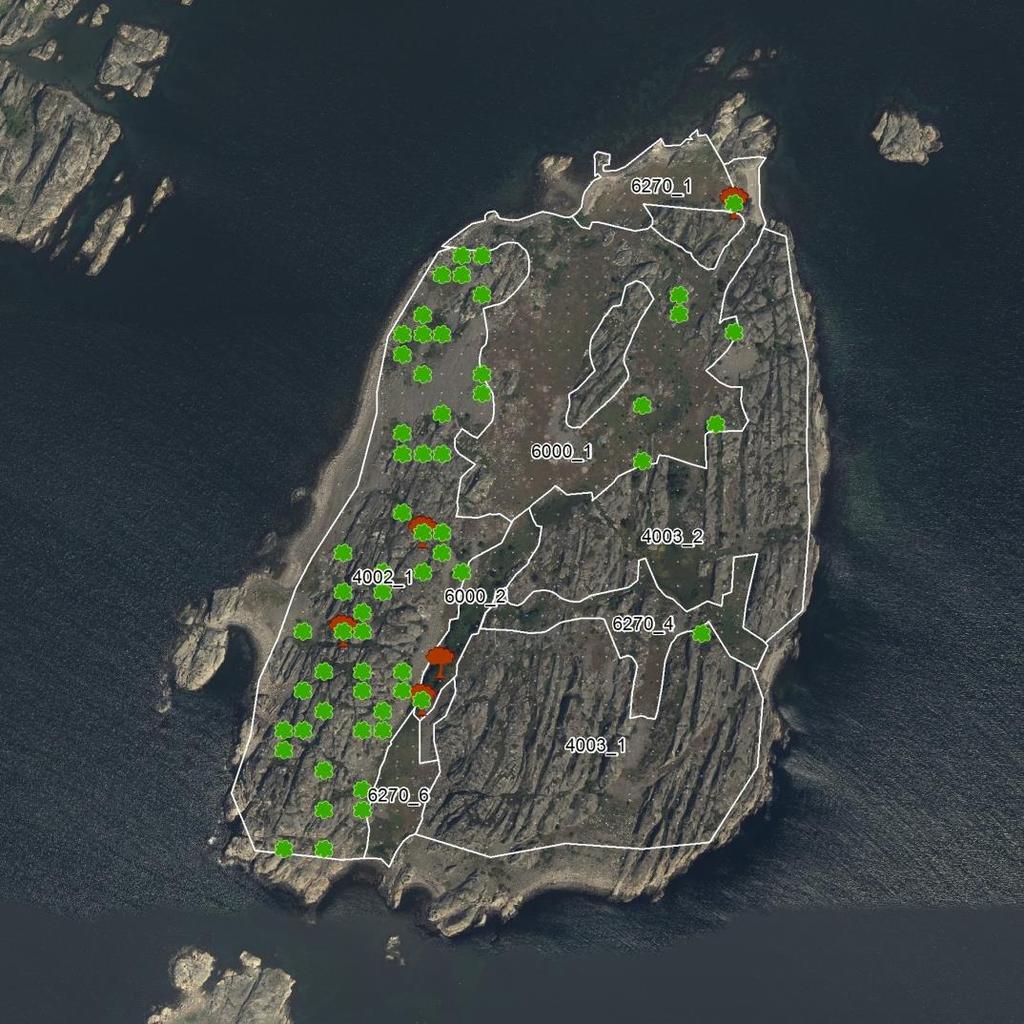 Buskar och träd Figur 3. Karta över förekomst av buskar och träd. Gräsmarksytornas gränser indikeras med vita linjer.