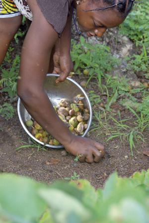 CSR - hållbarhetsansvar Vi tredubblar våra aktiviteter med kvinnor i Burkina Faso för att; Säkra bättre tillgång och kvalitet av sheakärnor Förbättra