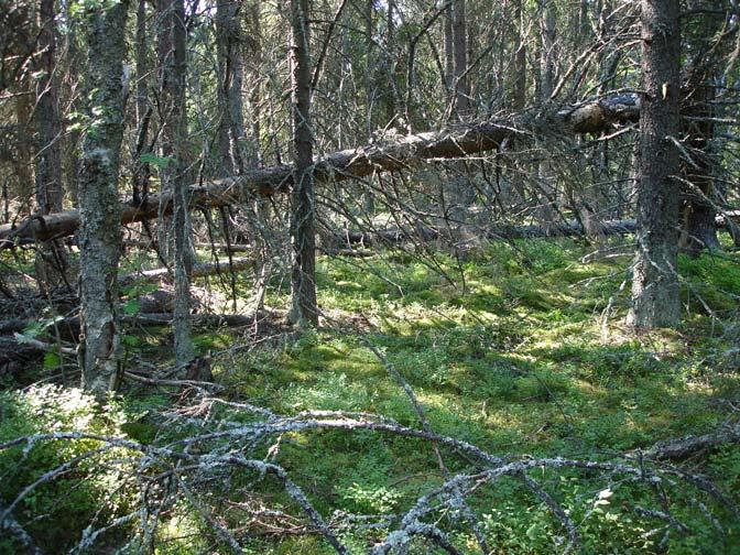 Granskog norr och nordost om Tarvrevet Strax norr om där Tarvrevet går ut från Tarv växer relativt tät, klen granskog på blockrik mark.