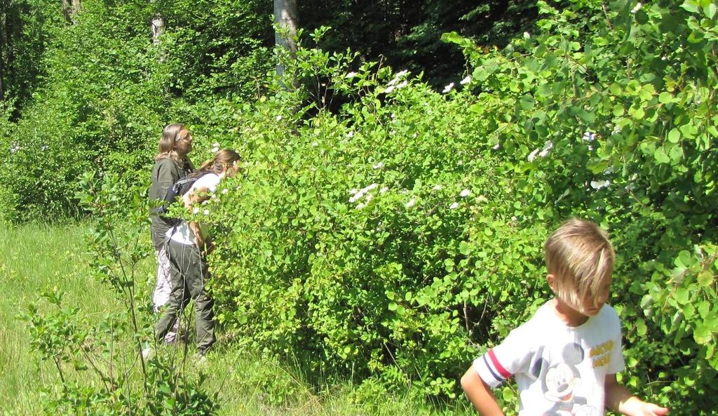 Lövskogen och ängsmarken vid Danmarks ängar är