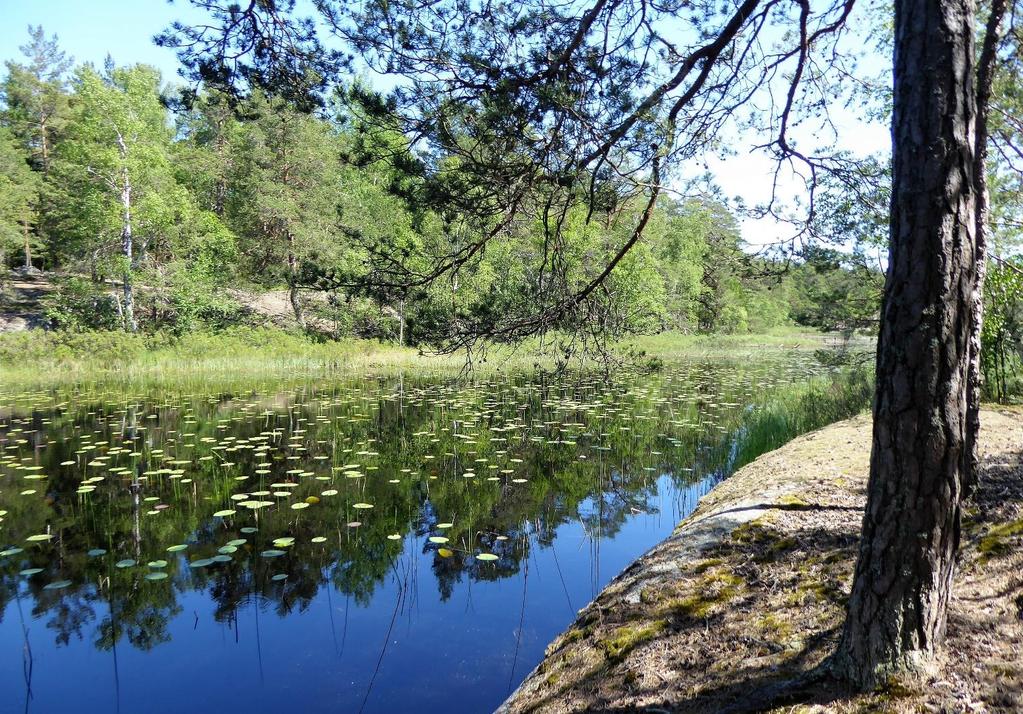 Vandringens sista anhalt var Krokträsken, där vi hade bra utsiktsplatser och kunde studera trollsländornas beteenden; jakt på