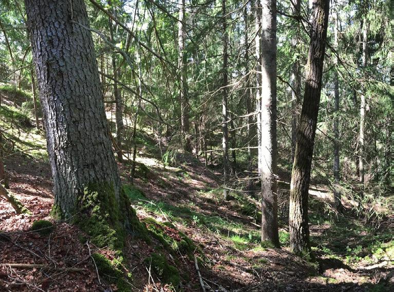 5. Blandskog Naturvärdesklass: Naturvärdesklass 3 påtagligt naturvärde Dominerande naturtyp: Skog och träd Biotoper: Blandskog Natura 2000-naturtyp: Beskrivning: Relativt grov, olikåldrig blandskog i