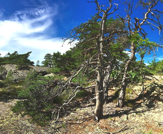 6. Hällmark Naturvärdesklass: Naturvärdesklass 3 påtagligt naturvärde Dominerande naturtyp: Berg och sten Biotoper: Hällmark, hällmarkstallskog Natura 2000-naturtyp: Beskrivning: Starkt kuperad