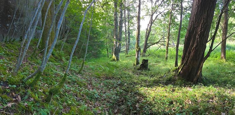 3. Lövskog Naturvärdesklass: Naturvärdesklass 3 påtagligt naturvärde Dominerande naturtyp: Skog och träd Biotoper: Lövskog Natura 2000-naturtyp: Beskrivning: Medelgrov lövskog med