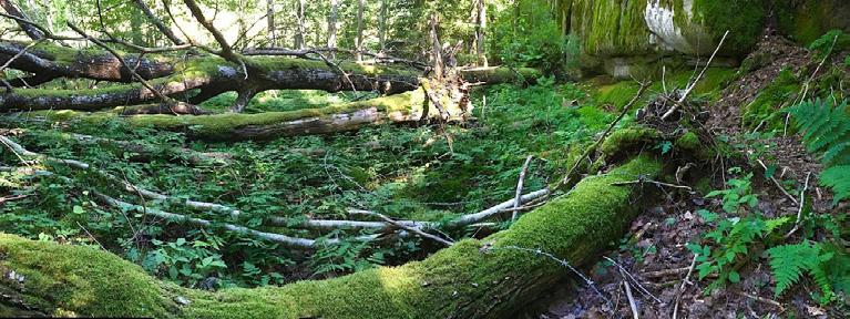 Nedanför bergbranten grövre skog med rikligt av grov död ved, hålträd och intressant lodyta med rik kryptogamflora.