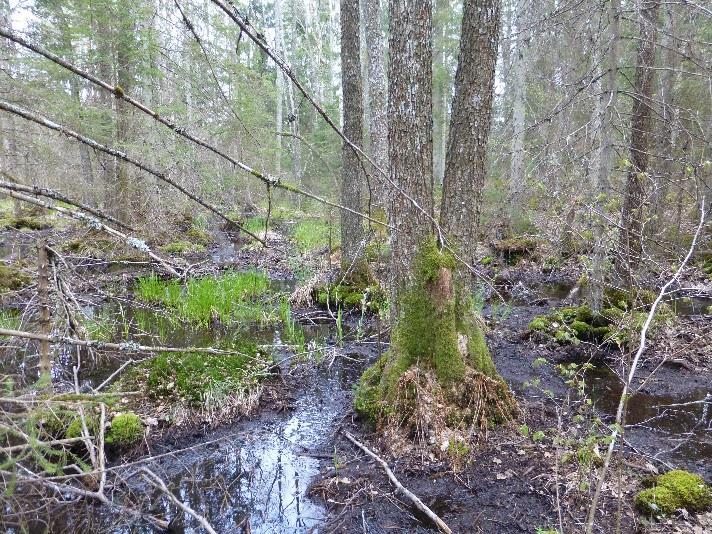 NATURVÄRDESOBJEKT Totalt har ett naturvärdesobjekt avgränsats och bedömts i den kompletterande inventeringen. Numreringen av naturvärdesobjektet motsvarar numreringen i Figur 2.