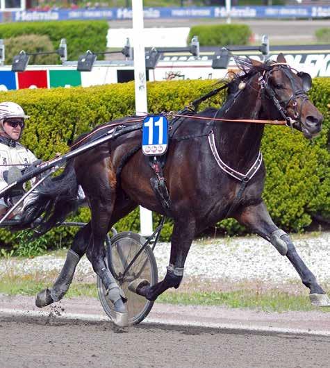 NYHETER 150526 Rejäl insats av Global Patriot 150531 Imponerande stalldubbel på Åmål Magnus Jakobsson hade en fin kväll på Åmålstravet i fredags.