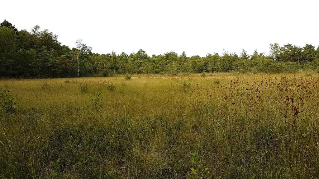 Institutionen för ekologi Återinventering av Svartvikskärret, Öland Naturvärden och kartering Reinventory of the marsh Svartvikskärret, Öland Nature conservation