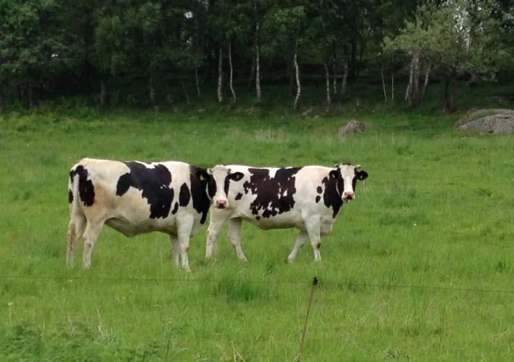 Sveriges lantbruksuniversitet Fakulteten för veterinärmedicin och husdjursvetenskap Swedish University of Agricultural Sciences Faculty of Veterinary Medicine and Animal Science Mjölkningssystemen