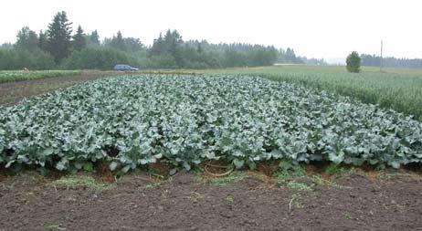 mg/kg TS Mangan Zink Bor Figur. Halterna av mangan, zink och bor i purjolöks-plantorna vid utplantering.