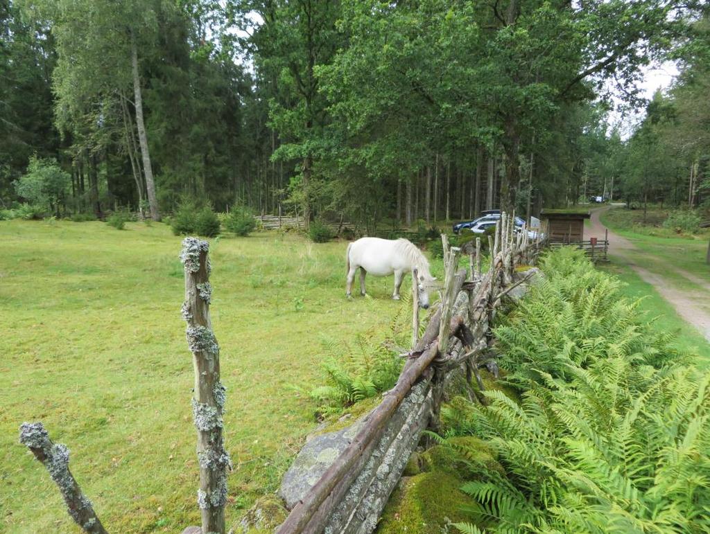 Den öppna betade fd åkermarken hålls öppen och