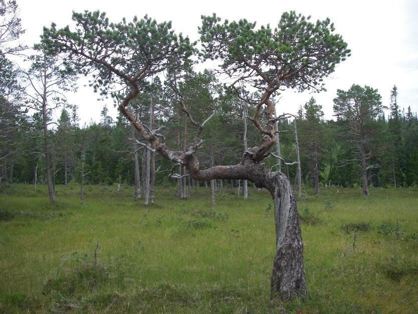 1 / 11 Beslut Datum 2018-01-22 511-6687-2017 Dnr (anges vid skriftväxling) Dossiénr NVR2047685 Beslut för bildande av naturreservatet Videberget Naturreservatets namn: Videberget NVR-id: 2047685