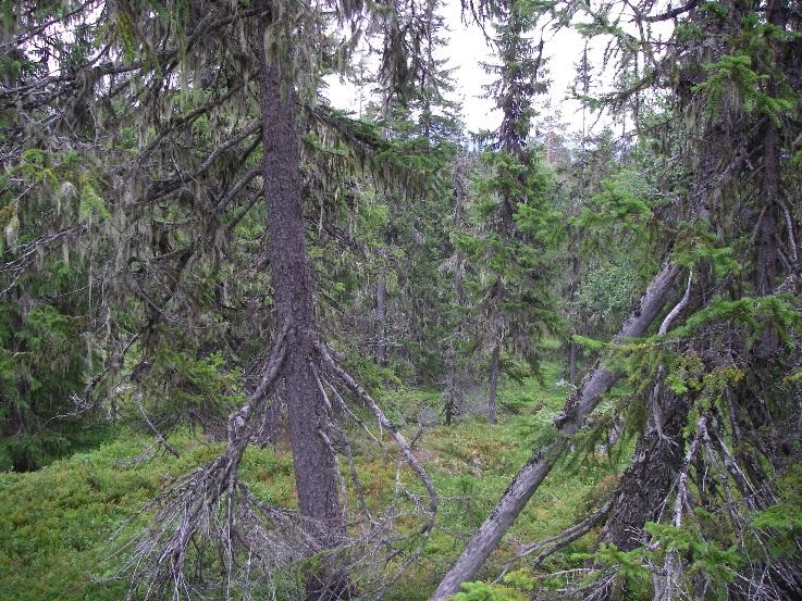 5 / 9 PLANDEL Skötsel och förvaltning av naturreservatets naturvärden Naturreservatet har delats in i två skötselområden (A och B) med olika, långsiktig förvaltning.