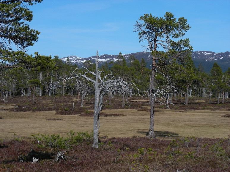 6 / 9 Skötselåtgärder Inga, området lämnas till fri utveckling Skötselområde B brandpåverkad tallskog Skötselområde B Brandpåverkad tallskog (234 hektar) Beskrivning Skötselområdet består av