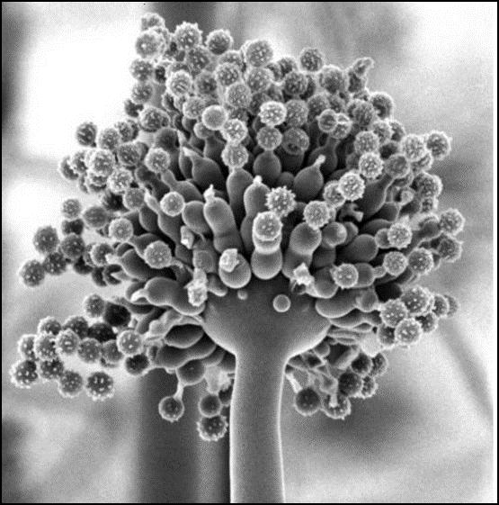 Aspergillus, mögelsvamp Allergisk reaktion Kan tränga in via skadad hud Mögelsvampen kan få fäste i lungor, bihålor och mellanöra.