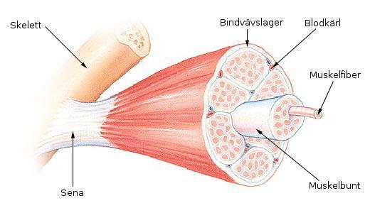 Sarcopenia förlust av muskelmassa. Mellan 20 och 80 år tappar vi ca 40 % av befintlig muskelmassa, varav 30 % försvinner mellan 50 - och 80-årsåldern.