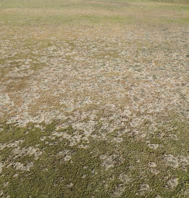 Det är flera svamparter som trivs och skadar gräs vid låga temperaturer. De vanligsta och ekonomiskt viktigsta vintersjukdomarna är mikrodochiumfläckar, vit trådklubba och röd trådklubba.