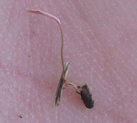 I dessa fläckar ligger viloknölar som är fästade vid gräsbladen. klerotierna hos Typhula incarnata är rödbruna och 0,5-3 mm i diameter, medan de hos T. ishikariensis (var.