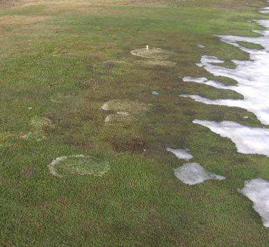 Andra vintersjukdomar Några andra svamparter kan också angripa gräs under snötäcke (Figur 9). clerotinia borealis (Gräsröta) kan döda gräs om snötäcket varar i minst ett halvt år.