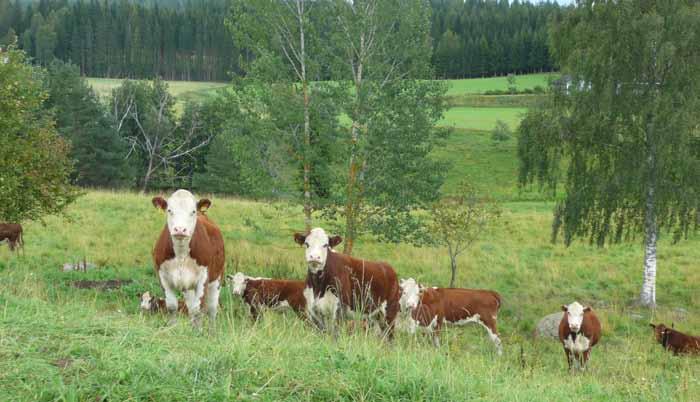 17 Arbetsmarknad Enligt Arbetsförmedlingen är företagen tveksamma när det gäller konjunkturen framöver.