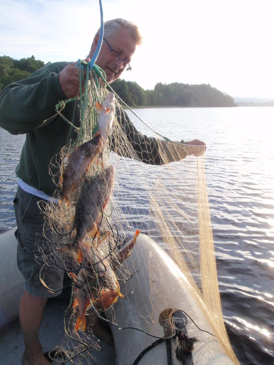 Hg (mg/kg) Kvicksilver i fisk Abborre i sjöarna går bra att äta Halterna i Rådasjön