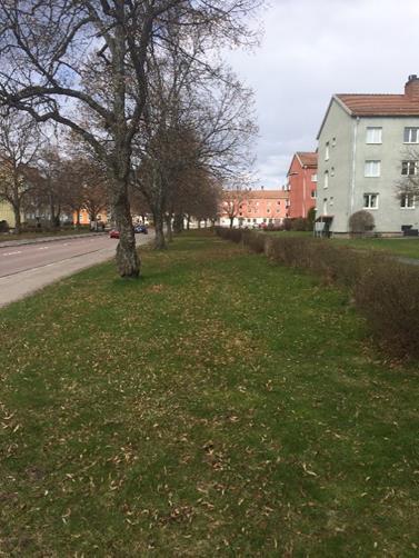 8(11) Alléerna i planområdet. Alléer längs vägar är biotopskyddade 6.4 Gator och trafik 6.4.1 Gatunät, gång- cykel- och mopedtrafik Gamla Bangatan tangerar plangränsen längs hela södra planområdet.