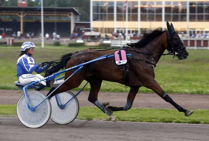 månadens häst september2017 Västerbo RealWorld Foto: Hanold/Foto-Mike Foto:Micke Gustafsson/Foto-Mike Sto 5 år e. Kiss Francais (Fr) u. Reel Broline ue.