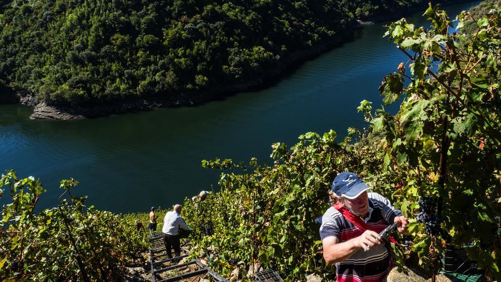 Dag 5 (F,L,M) Frukost följt av vandring ca5km längs den vackra floden Sil med fantastiska vyer och vi upplever det s.k. heroiska vinjordbruket med Menciadruvan i terrassoldingarna!