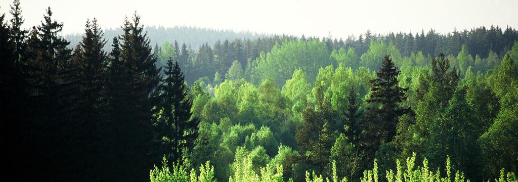 Livskraftiga skogar som växer optimalt,
