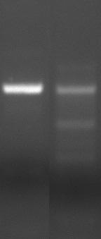 Bilaga B Problem 2 Flera PCR-produkter vid analys på agarosgel FLERA PCR-PRODUKTER MÖJLIG ORSAK LÖSNING God PCR- Avkast -ning Flera band PCR För låg härdningstemperatur Kontrollera termocyklerns