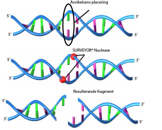 3 Principer för SURVEYOR Scan KRAS mutationsdetektionsanalys 3.