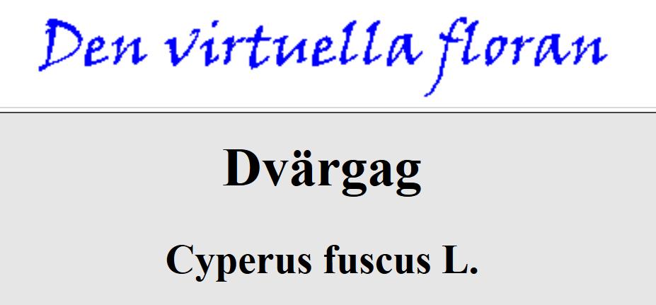 Vombsjön Makrofyter Sjön är mycket fattig på makrofyter, vilket beror