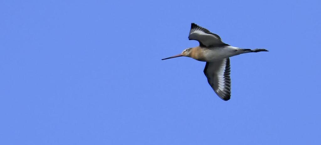 29 Sparvhök Accipiter nisus Noterad fyra dagar. Sågs både i Falsterbo, vid Foteviken och kring Börringe. Överlägset högsta antal var ca 200 sträckande Nabben/Falsterbo Fyr 6.9. 30 Ormvråk Buteo buteo Noterad samtliga dagar.