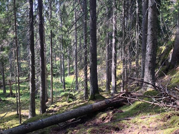 Åtgärder Restaureringar: Körvägar, enligt beslutskartan, inom 1a kan hållas fria från träd. Stammar som faller kan delas och dras åt sidan. Veden lämnas kvar.