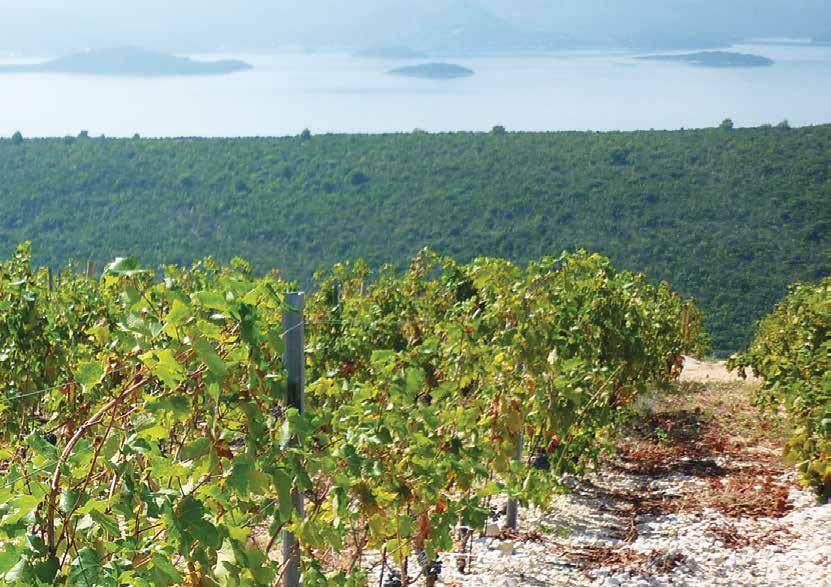 VINPROVNING Idag besöker vi en av Kroatiens många vingårdar längs Adriatiska havet. Här får ni en spektakulär upplevelse i en rustik miljö.