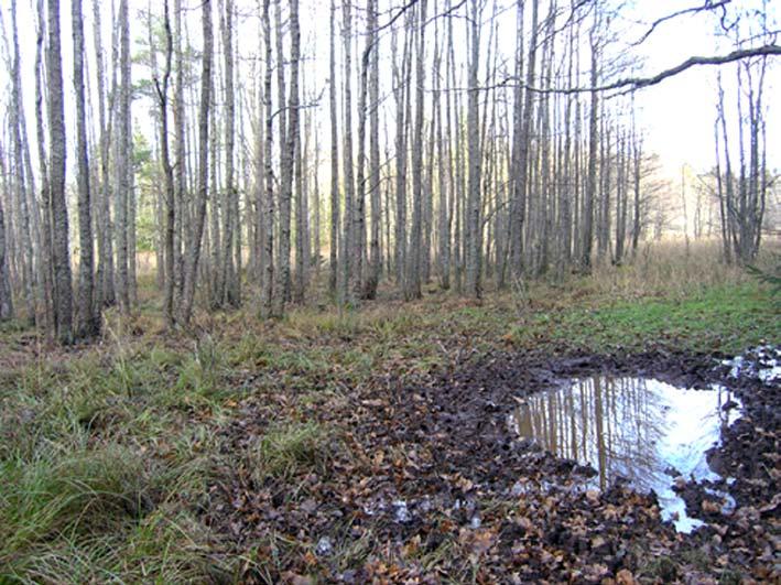 29. Öppet kärr/alsumpskog sydväst om Glostad Objektet utgörs av ett mindre våtmarksområde, dels med öppna partier, dels skogsklädda partier med yngre al (stamdiameter cirka 0,2 m).