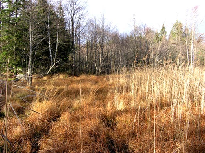 30. Vass/kärrmiljö norr om Ståludden Objektet utgörs av ett större vassdominerat våtmarksområde som sträcker sig från Ståludden upp mot Glostad.